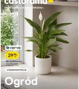 Castorama Skrzydłokwiat Verve oferta