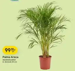 Castorama Palma Areca Verve oferta