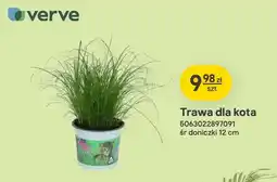 Castorama Trawa dla kota Verve oferta