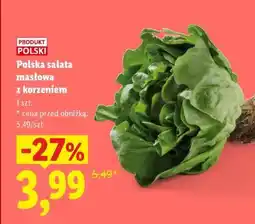 Lidl Polska sałata masłowa z korzeniem oferta