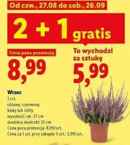 Lidl Wrzos oferta