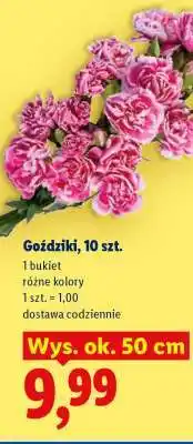 Lidl Goździki, 10 szt oferta