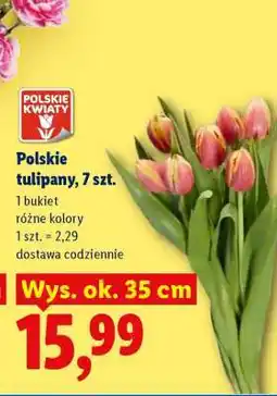 Lidl Polskie tulipany, 7 szt oferta