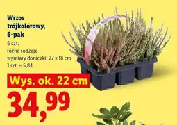 Lidl Wrzos trójkolorowy, 6-pak oferta
