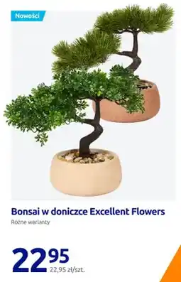 Action Bonsai w doniczce Excellent Flowers oferta