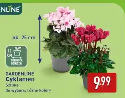 ALDI GARDENLINE Cyklamen oferta