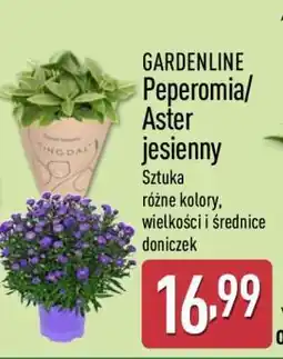 ALDI GARDENLINE Peperomia/Aster jesienny oferta