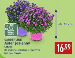 ALDI GARDENLINE Aster jesienny oferta