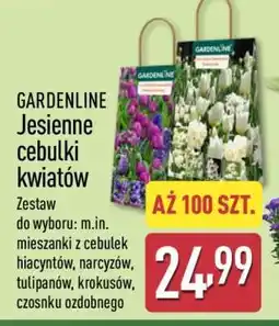 ALDI GARDENLINE Jesienne cebulki kwiatów oferta