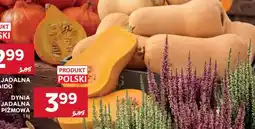 Stokrotka Market Dynia jadalna piżmowa oferta