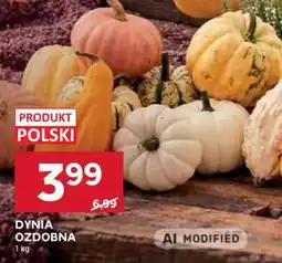 Stokrotka Market Dynia ozdobna oferta