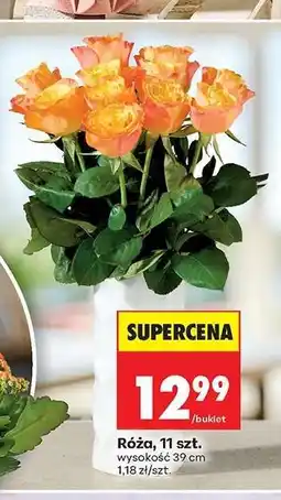 Biedronka Róża 11 szt oferta