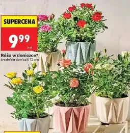 Biedronka Róża w doniczce oferta