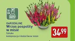 ALDI Wrzos Gardenline oferta