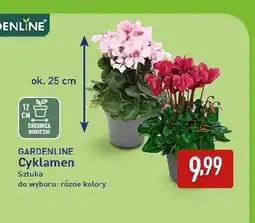 ALDI Cyklamen Gardenline oferta