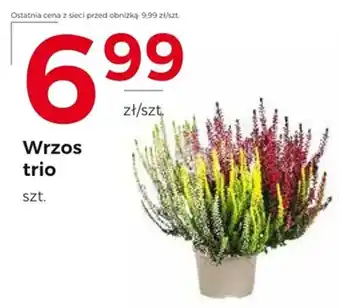 Wrzos trio