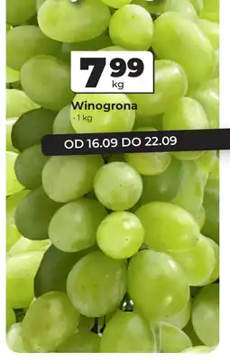 Odido Winogrona oferta