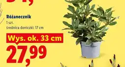 Lidl Różanecznik wys. ok. 33 cm średnica doniczki 17 oferta