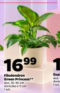 Netto Filodendron Green Princess oferta