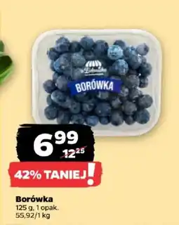 Netto Borówka oferta