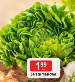 E.Leclerc Sałata masłowa oferta