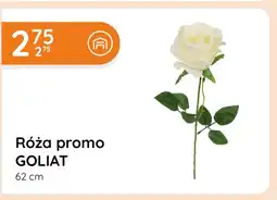 Eurocash Cash & Carry Róża Goliat oferta