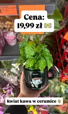 Biedronka Kwiat kawa w ceramice oferta