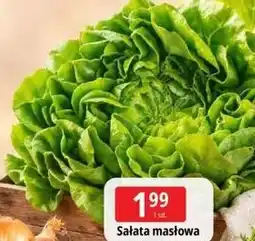 E.Leclerc Sałata masłowa oferta