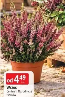 E.Leclerc Wrzos Centrum Ogrodnicze Piotrów oferta