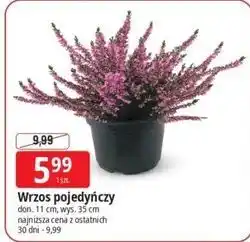 E.Leclerc Wrzos pojedynczy oferta