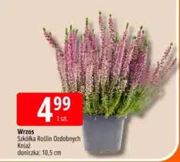 E.Leclerc Wrzos Szkółka Roślin Ozdobnych Kniaź oferta