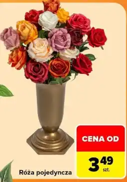 Carrefour Róża pojedyncza oferta