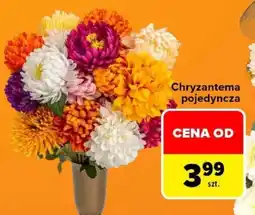 Carrefour Chryzantema pojedyncza oferta