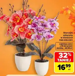 Carrefour Storczyk sztuczny w doniczce Pan Zielony oferta