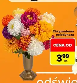 Carrefour Chryzantema pojedyncza oferta