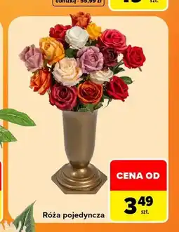 Carrefour Róża pojedyncza oferta