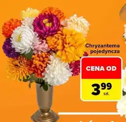 Carrefour Chryzantema pojedyncza oferta