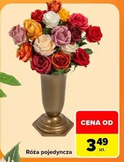 Carrefour Róża pojedyncza oferta