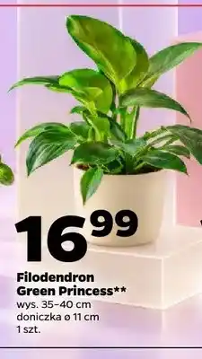 Netto Filodendron Green Princess oferta
