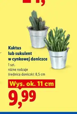 Lidl Kaktus w cynkowej doniczce oferta