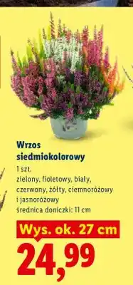 Lidl Wrzos siedmiokolorowy oferta