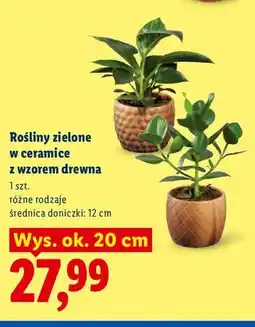 Lidl Rośliny zielone w ceramice z wzorem drewna oferta