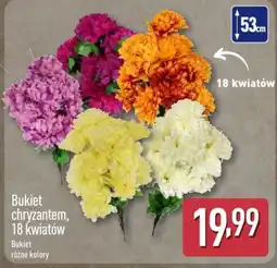 ALDI Bukiet chryzantem oferta