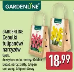 ALDI GARDENLINE Cebulki tulipanów/narcyzów oferta