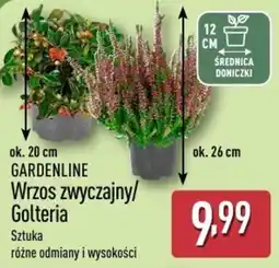 ALDI GARDENLINE Wrzos zwyczajny/Golteria oferta