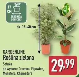 ALDI GARDENLINE Roślina zielona oferta