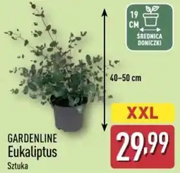 ALDI GARDENLINE Eukaliptus Sztuka oferta