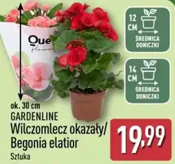 ALDI GARDENLINE Wilczomlecz okazały/ Begonia elatior oferta