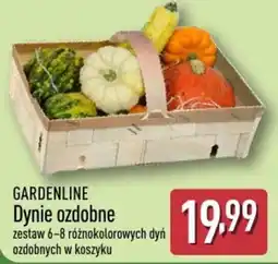 ALDI GARDENLINE Dynie ozdobne oferta