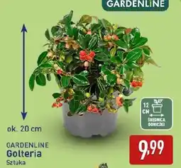 ALDI GARDENLINE Golteria Sztuka oferta